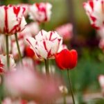 东升国际pg的未来发展规划与目标设定 8ka65zk